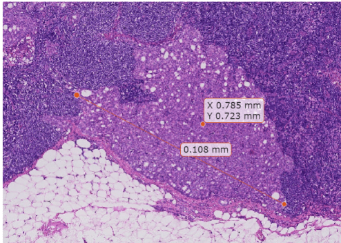 Display and Explore Blocked Images