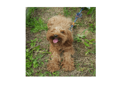 Figure contains an axes object. The hidden axes object contains an object of type image.