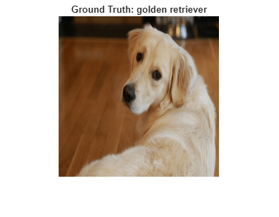 Figure contains an axes object. The hidden axes object with title Ground Truth: golden retriever contains an object of type image.
