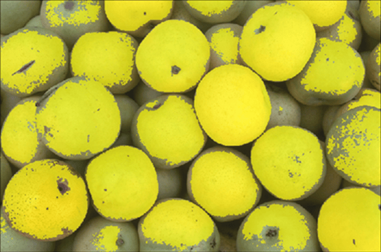 Preview of segmented pears using auto cluster.